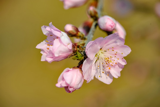 桃花