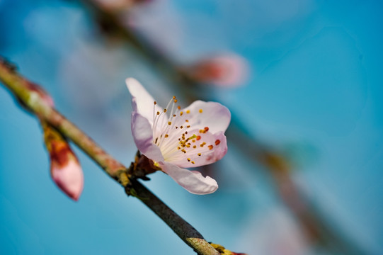 桃花