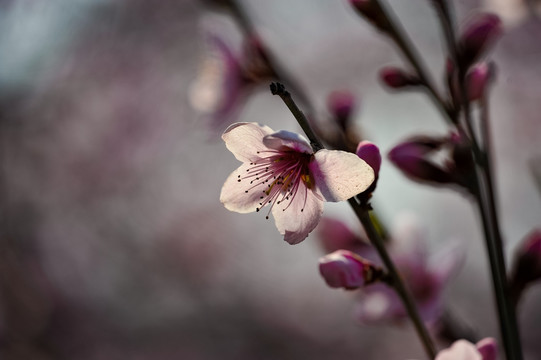 桃花