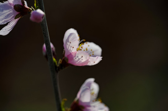 桃花