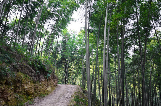 生态 竹林 小路