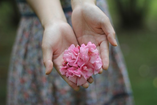 鲜花 小清新 唯美