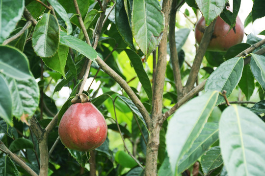 山茶树