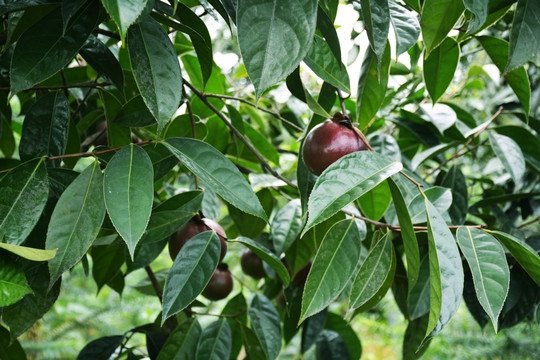 山茶树