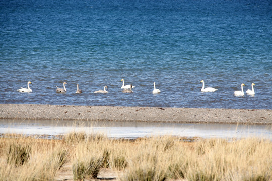 赛里木湖中的天鹅群