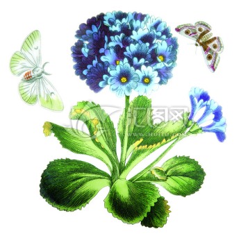 植物花卉