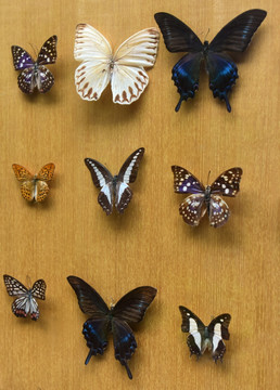 高清拍摄的蝴蝶标本