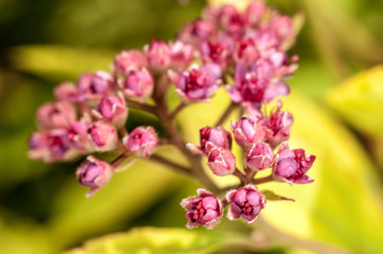 花 粉嫩小花