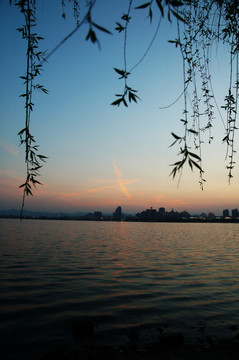 柳树 朝霞