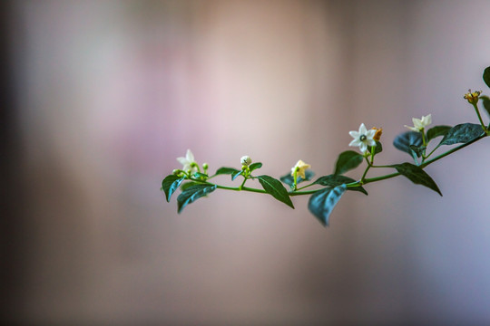 花卉