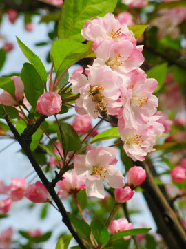 蜜蜂海棠