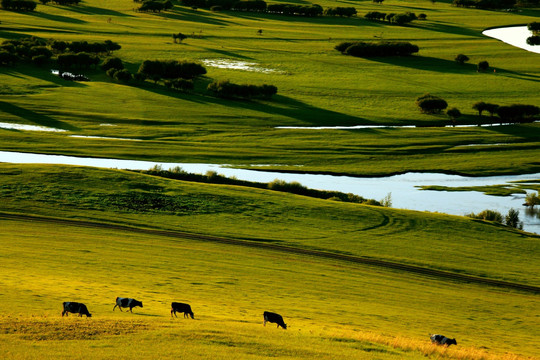 夏季傍晚湿地牛群
