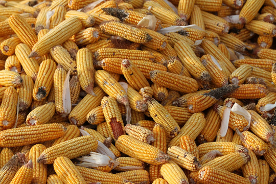 玉米 收玉米 晒玉米 玉米堆