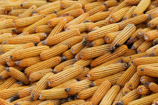 玉米 收玉米 晒玉米 玉米堆