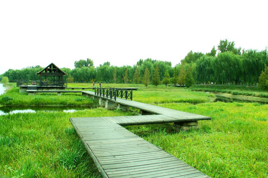 濕地木棧道
