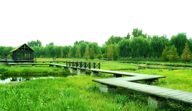 濕地木棧道