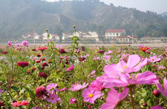 格桑花花海