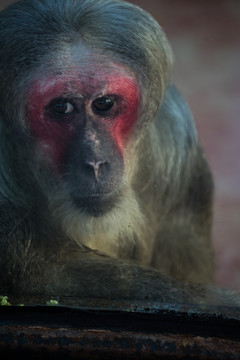 红面猴