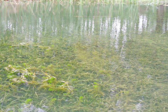 池塘 水草