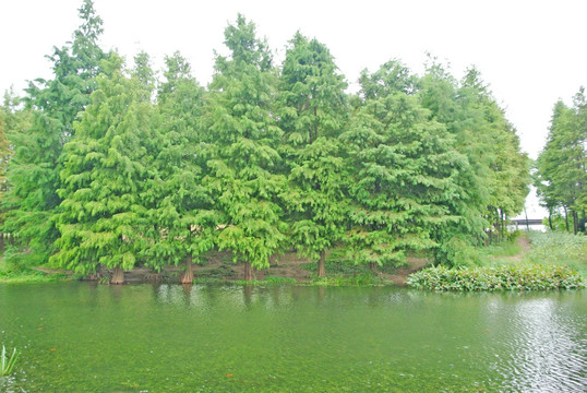 绿叶背景 湿地 绿树背景 树林