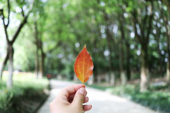 香樟叶