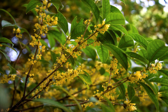 桂花