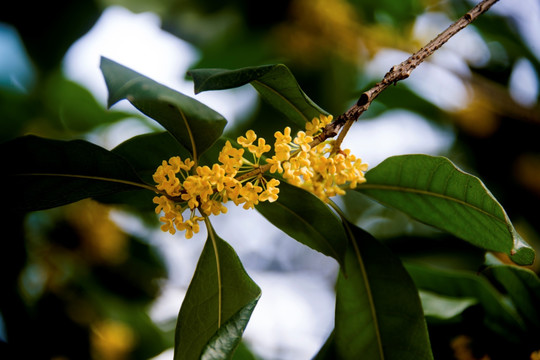 桂花