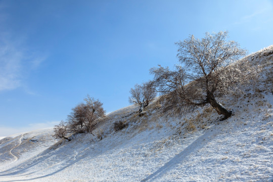 雪中胡杨