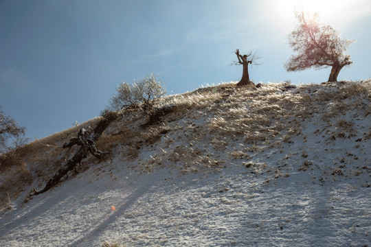 雪中胡杨