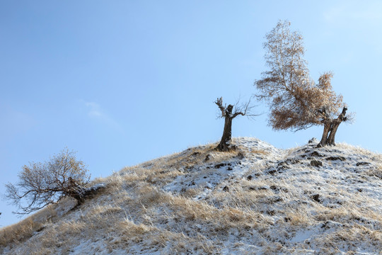 雪中胡杨