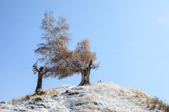 雪中胡杨