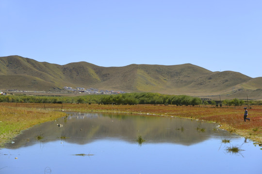 黄河第一湾河洲 草原牧场