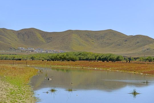 黄河第一湾河洲 草原牧场