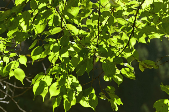 植物素材 阳光 绿叶