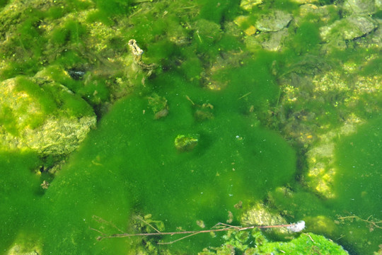 水中藻类  绿藻