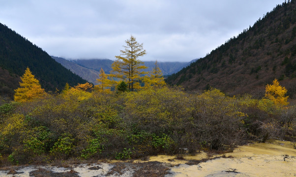 彩叶风景