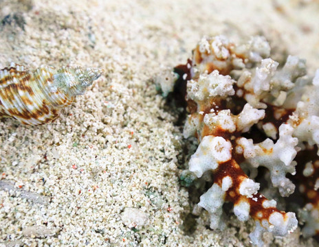 沙滩贝壳 珊瑚