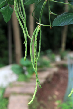 菜地豆角豇豆