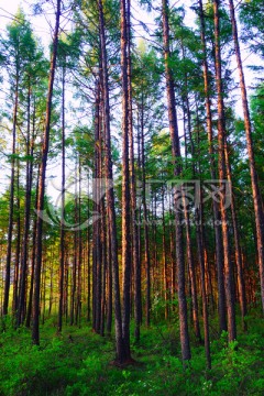 松林风景