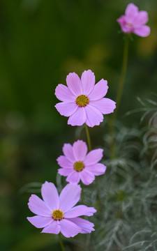 波斯菊