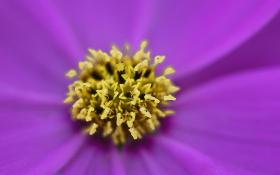 波斯菊花蕊特写