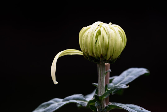 菊花特写