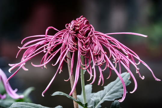 菊花特写