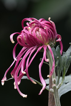 菊花特写