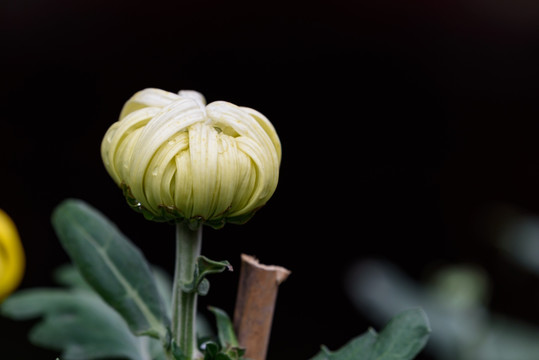 菊花特写