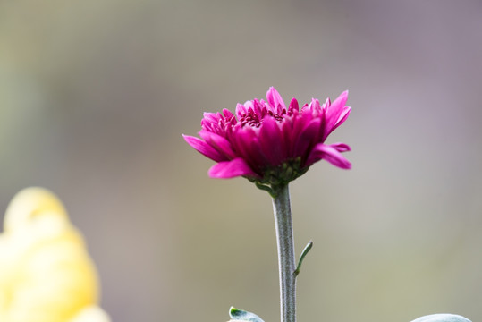 菊花特写