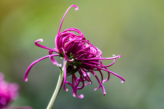 菊花特写