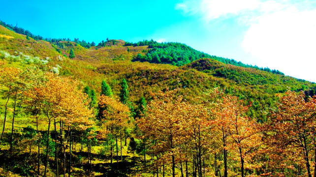 秋色 树林