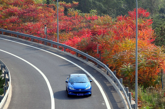 公路紅葉