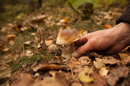 手触摸蘑菇